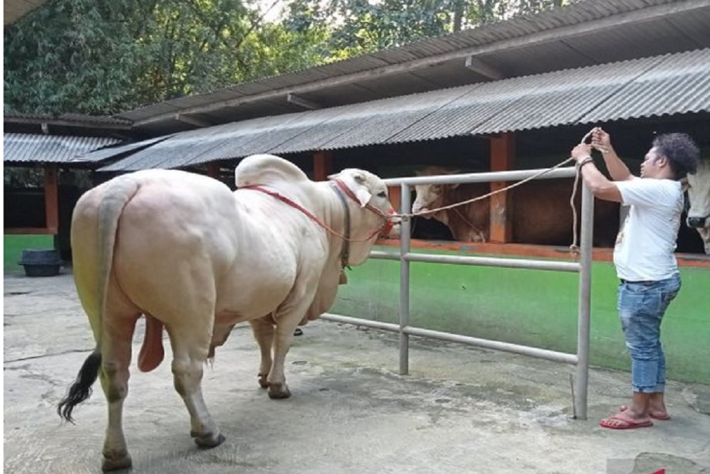 Sapi Milik Peternak Bantul Dibeli Presiden Jokowi untuk Iduladha