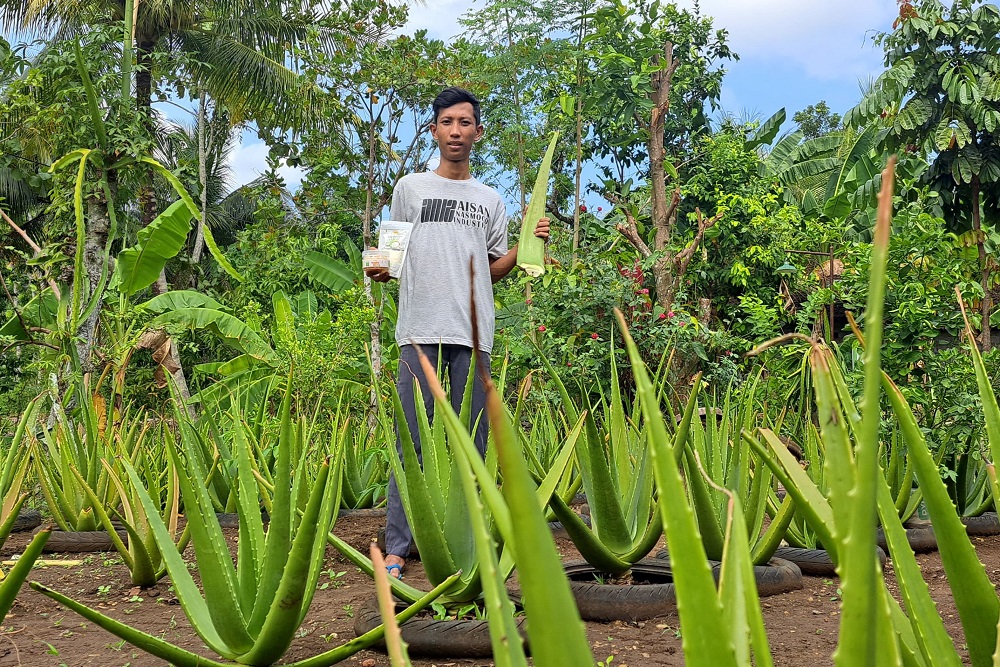 Kisah Inspiratif: Berkat Aloe Vera, Kini Marcus Punya Usaha