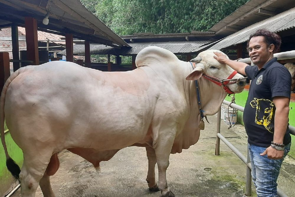 Perkenalkan Satrio Bimo, Sapi Kurban Jokowi di Jogja Ternyata Milik Anggota Polsek Sewon Bantul