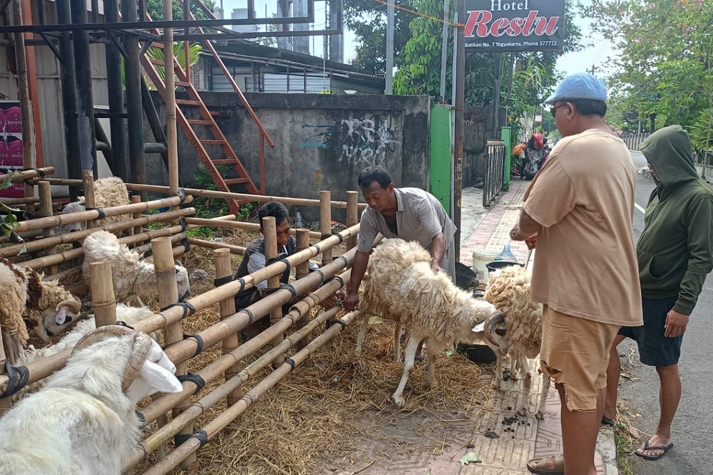 Penjualan Kambing Iduladha Turun, Pedagang Tawarkan Rawat dan Pengantaran Gratis