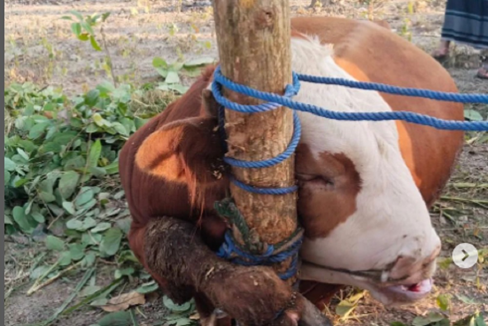 Viral Sapi Kurban di Gunungkidul Mati Sebelum Disembelih