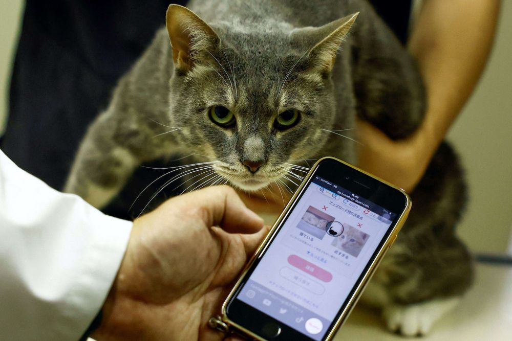 Jepang Punya Teknologi AI yang Bisa Deteksi Rasa Sakit pada Kucing