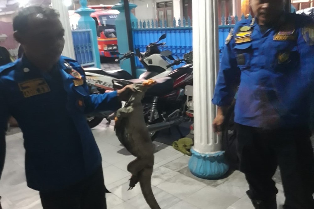 Biawak Sepanjang 1 Meter Dievakuasi dari Rumah Warga