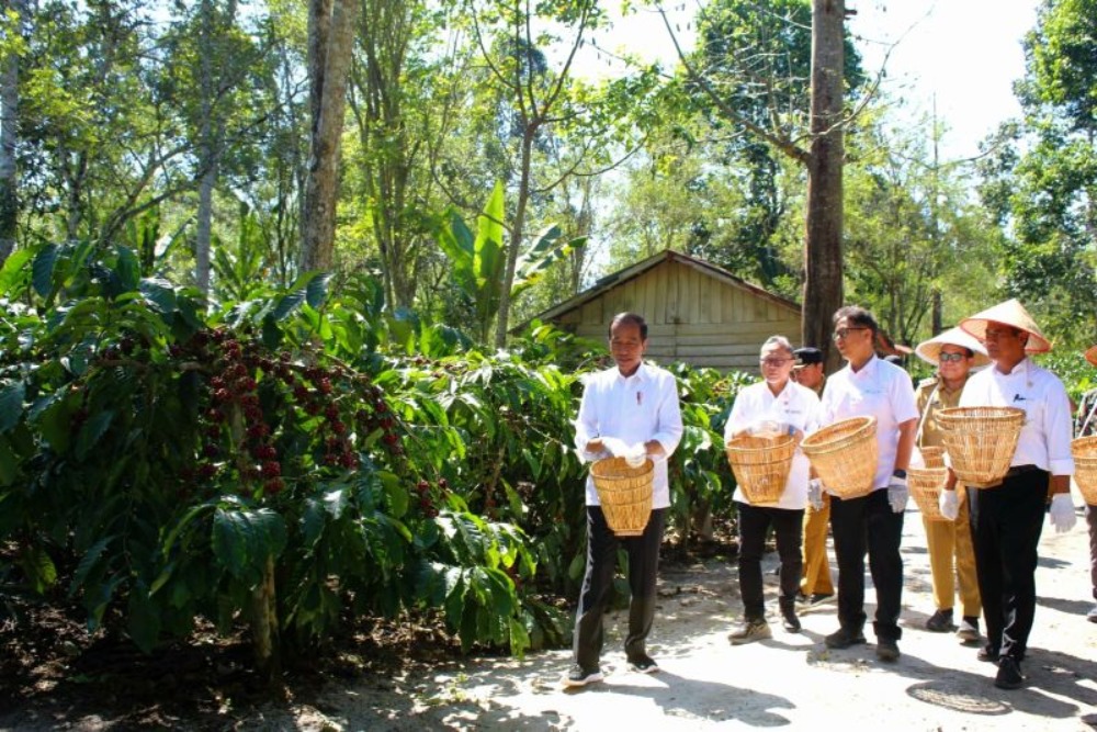 Presiden Jokowi: Produktivitas Kopi per Hektare Harus Naik