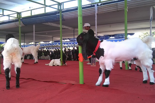 Kampung Kambing Perah Akan Dikembangkan di Nglanggeran Gunungkidul