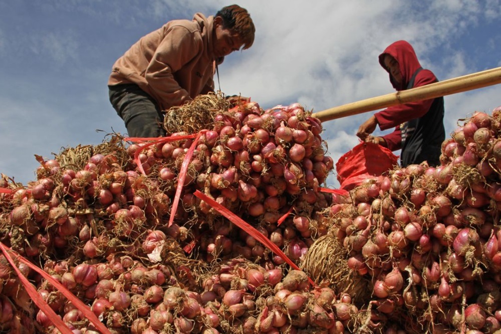 Tak Punya Dana Talangan, Pemkab Bantul Tak Bisa Intervensi Langsung ke Petani Terkait Anjloknya Harga Bawang Merah