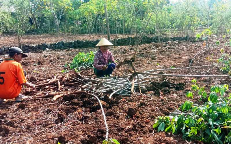 Proyeksi Panen Ubi Kayu di Gunungkidul Mencapai 954.000 Ton