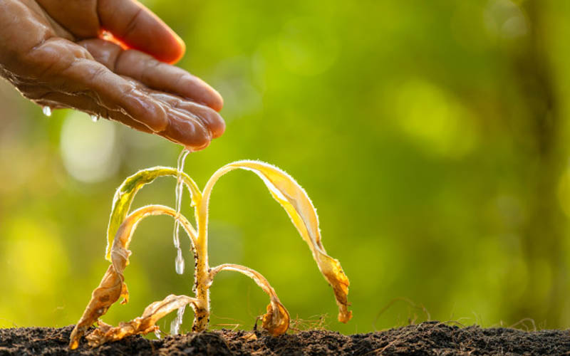 Ratusan Hektare Lahan Pertanian DIY Terdampak Kekeringan, Terbanyak di Gunungkidul