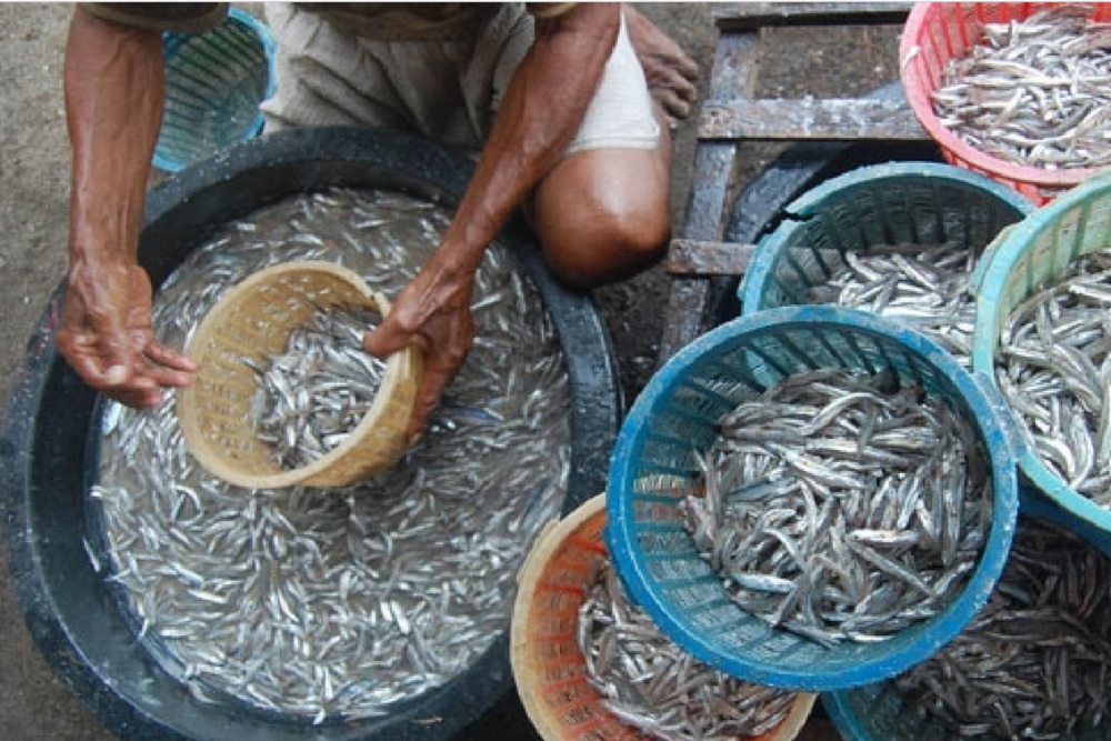 Pedagang Ikan di Pantai Baron Dapat Tempat Baru