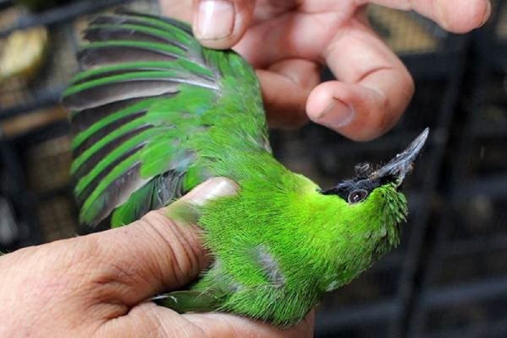 Penyelundupan Dua Ekor Burung Cucak Hijau dari Balikpapan-YIA Digagalkan