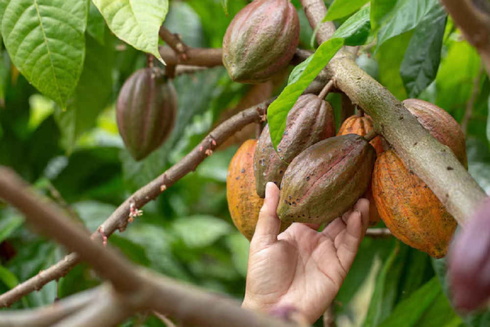 Upaya Menjaga Kualitas Biji Kakao Nglanggeran Terganggu Tengkulak