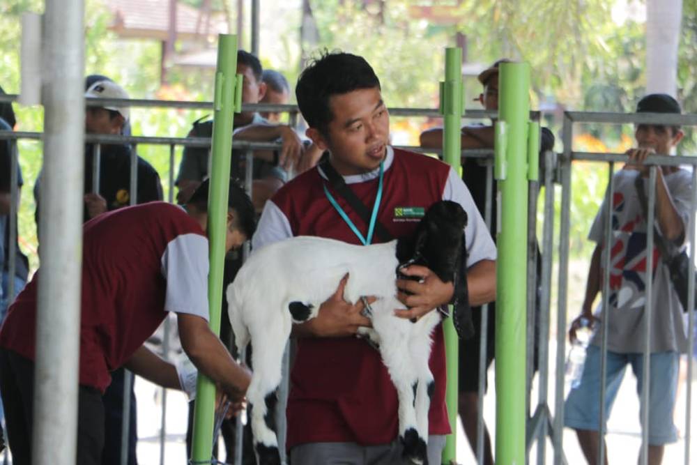 Luar Biasa! Kambing Ras Kaligesing Laku Ratusan Juta