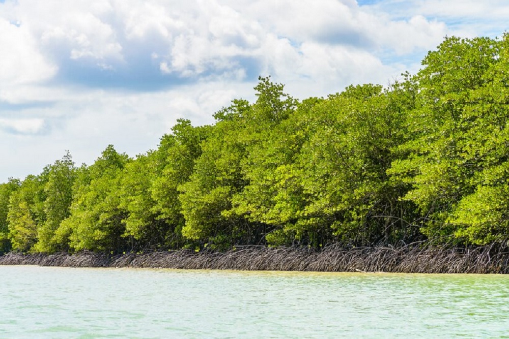 Jokowi Sebut Hutan Mangrove di Indonesia mampu Menyerap Karbon Lebih Baik