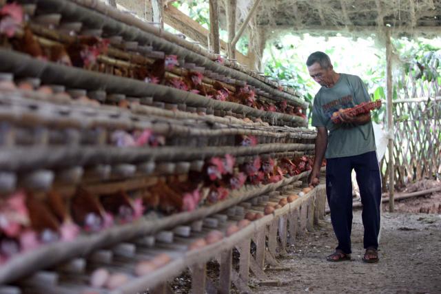 Mahasiswa UGM Ciptakan Teknologi Mencegah Ayam Stres karena Kepanasan di Kandang