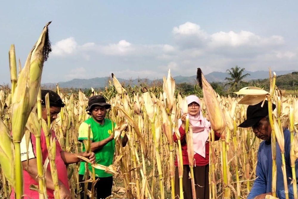 Petani Kulonprogo Dapat Bantuan Benih Jagung untuk Tingkatkan Produktivitas