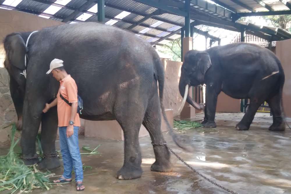 GL Zoo Kedatangan 2 Ekor Gajah Sumatra dari Pekalongan, Begini Kondisinya