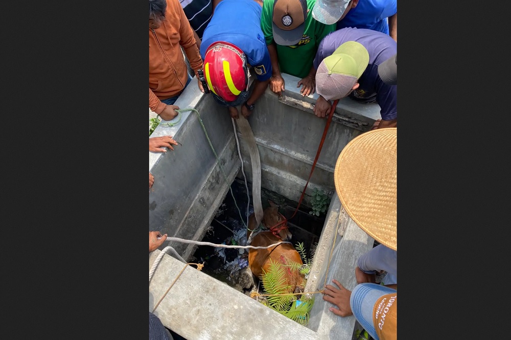 Diturunkan dari Pikap, Sapi Empat Kuintal Malah Masuk Gorong-Gorong