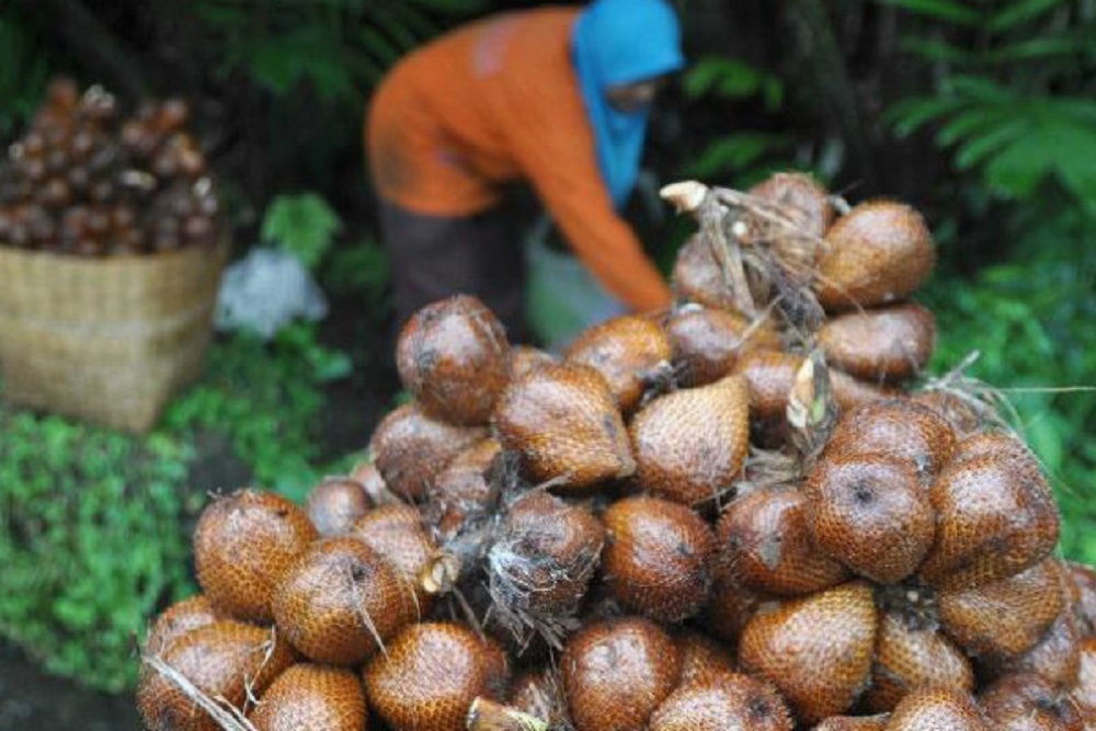 Pemkab Sleman Kembangkan Salak Madu Probo, Harganya Lebih Tinggi dari Pondoh