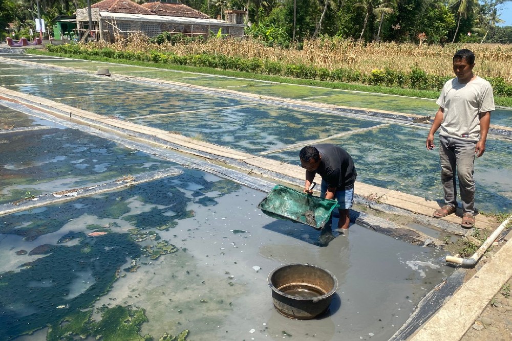 Mantan Satpam di Sanden Bantul Kini Sukses Budidaya Cacing Sutera