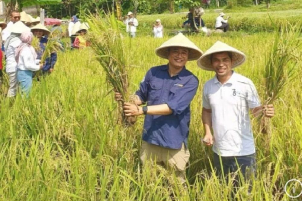 Gamahumat, Inovasi dari Tim Peneliti UGM, Olah Batu Bara Menjadi Pembenah Tanah