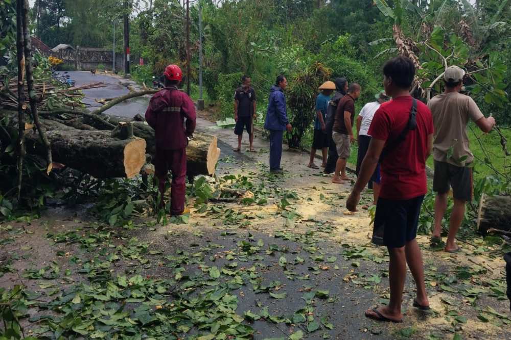 Awal Musim Hujan, Warga Sleman Diminta Waspadai Potensi Pohon Tumbang