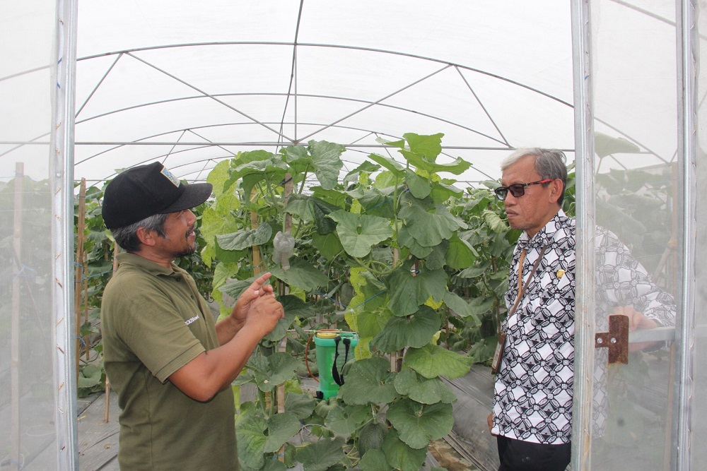 Manfaatkan Green House untuk Budi Daya Melon, Petani Sleman Meraup Untung Rp32 Juta Sekali Panen