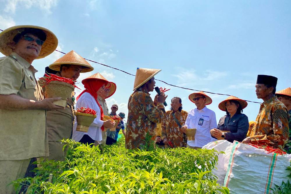 Harga Cabai Anjlok, Petani Kulonprogo Menjerit