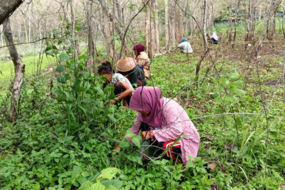 Ulat Jati Bermunculan di Gunungkidul Tak Berbahaya, Dispar Minta Wisatawan Tak Perlu Waswas