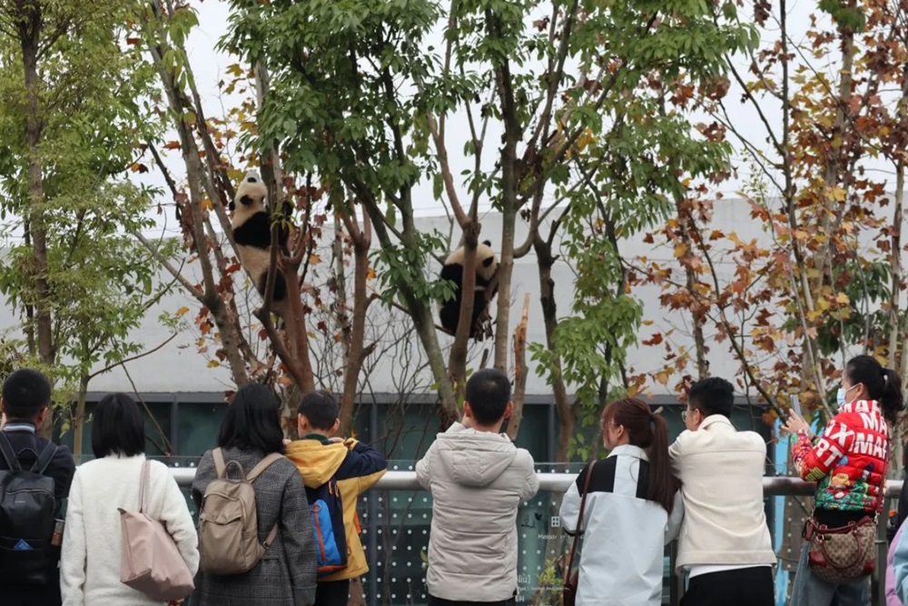 Berkunjung ke Chengdu Melihat Penangkaran Panda