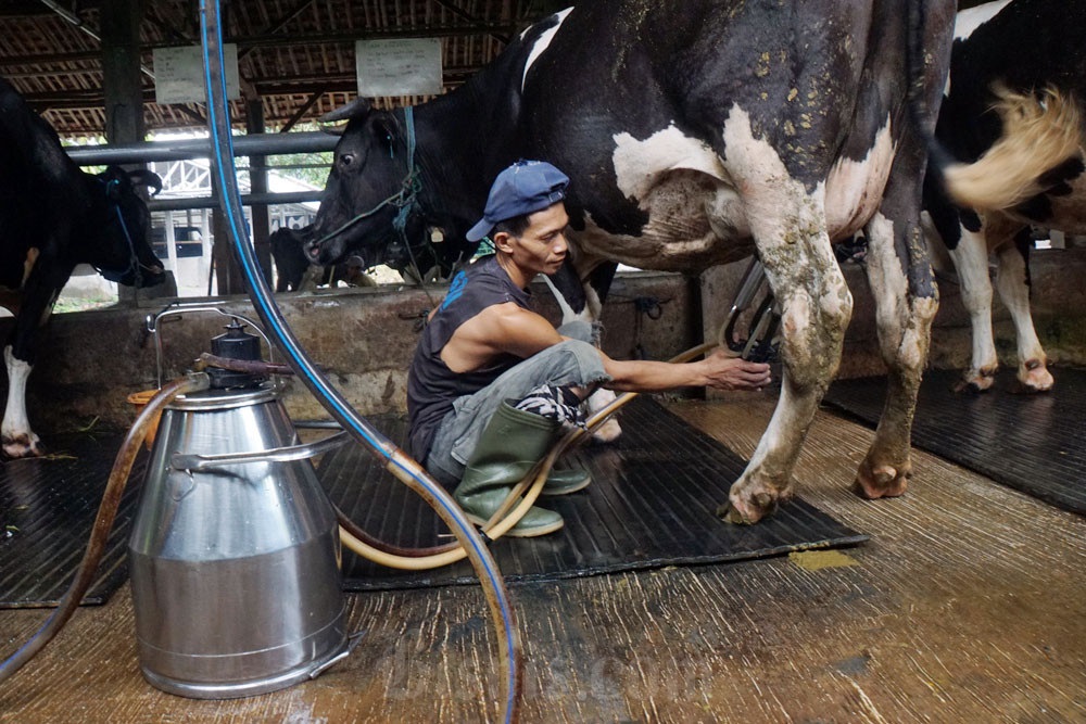 Puluhan Sapi Perah Impor dari Australia Tiba di Indonesia