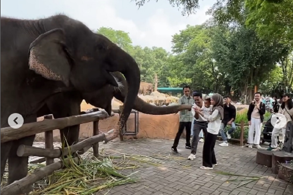 HTM Gembira Loka Zoo Naik Jadi Segini Selama Libur Natal dan Tahun Baru