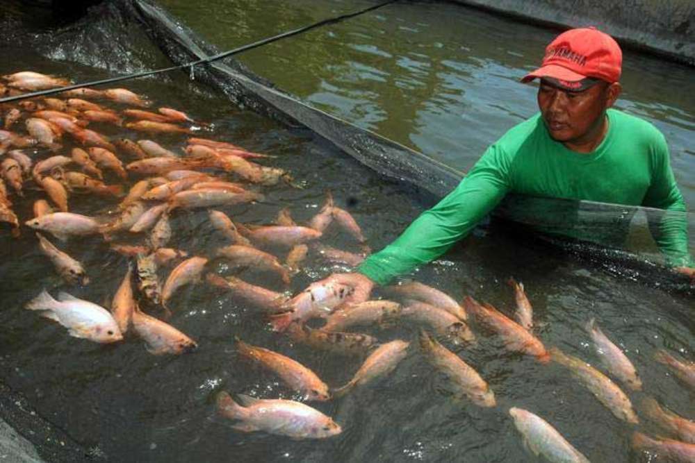 BRIN Teliti Vaksin Ikan untuk Tuingkatkan Produktivitas Pangan Akuatik