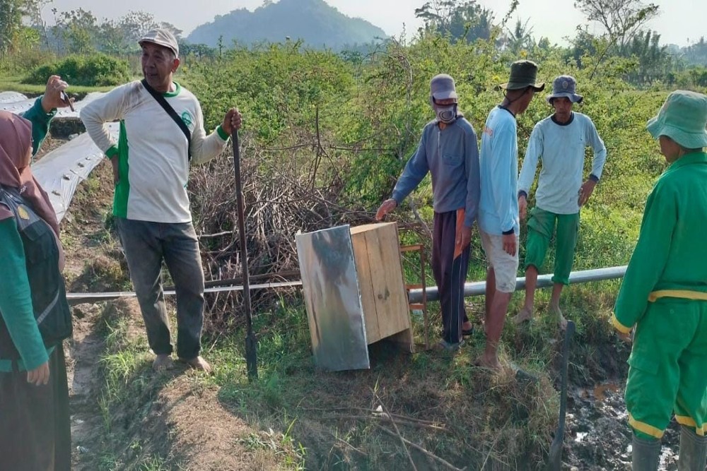 Ratusan Hektare Sawah di Sleman Diserang Hama Tikus di 2024