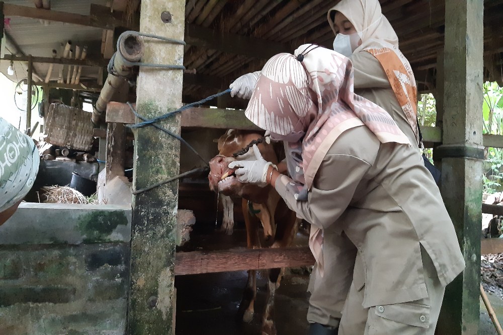 Peternak Kulonprogo Khawatir Penyakit Mulut dan Kuku, Minta Vaksinasi Digencarkan