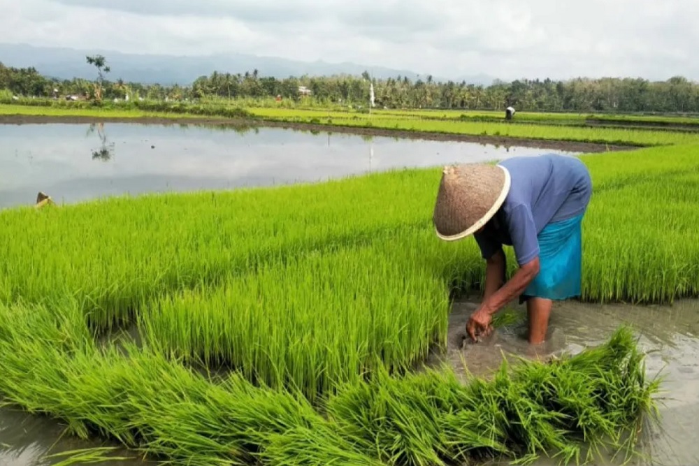 Dukung Ketahanan Pangan, Polda DIY Tinjau Implementasi Riset Pola Tanam Baru di Moyudan