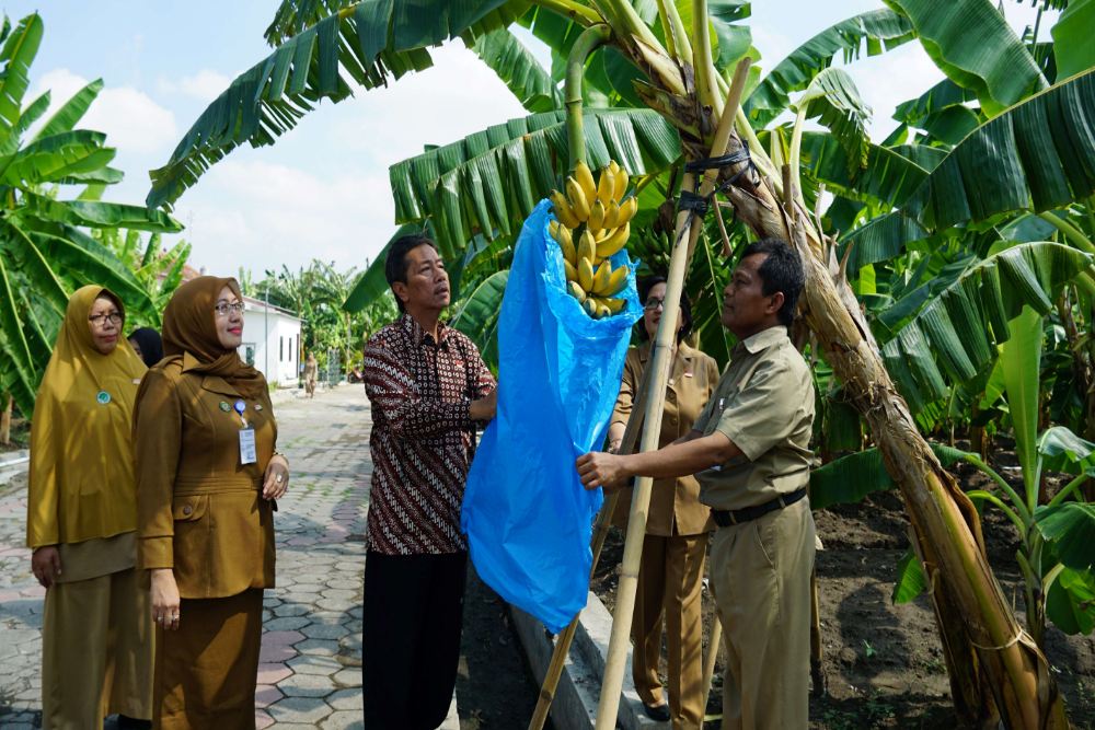 Kebun Plasma Nutfah Pisang Giwangan Hasilkan PAD, DPRD Kota Jogja Usulkan Pengembangan