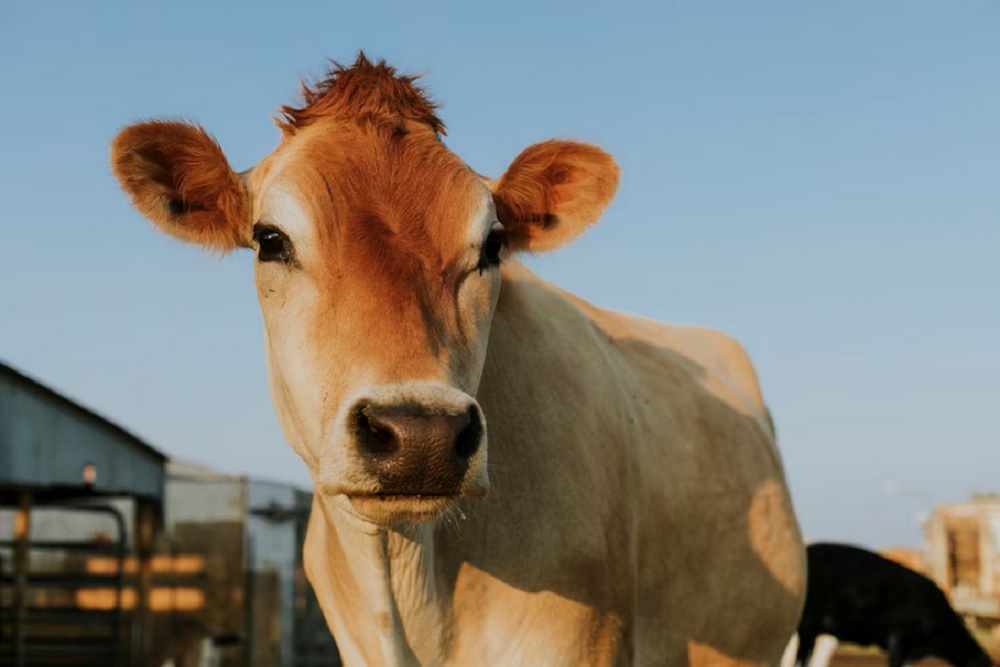 Jual Beli Sapi di Bantul Sempat Dihentikan Sejenak Gara-Gara PMK