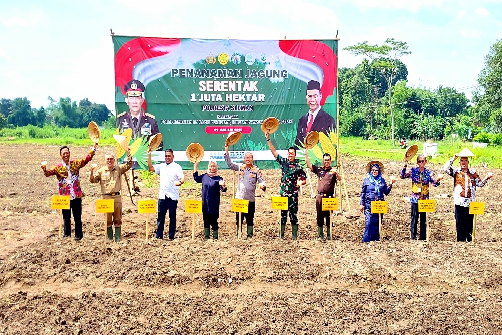 Lahan Bekas Produksi Batako di Sleman Disulap Jadi Lahan Produktif Budi Daya Jagung