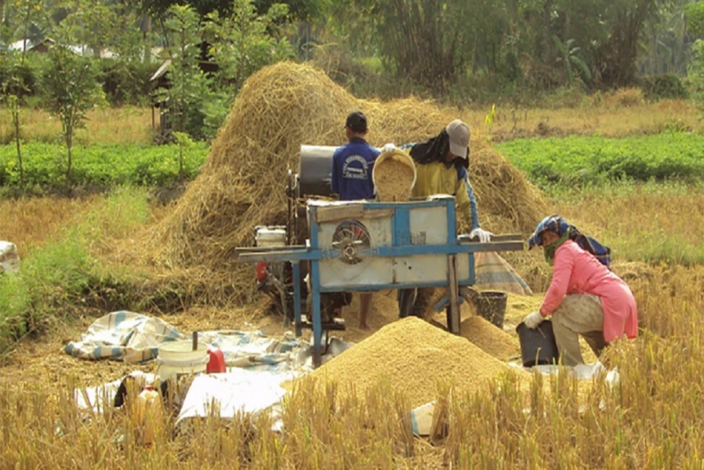 Petani di Bantul Mulai Panen, Stok Padi Melimpah