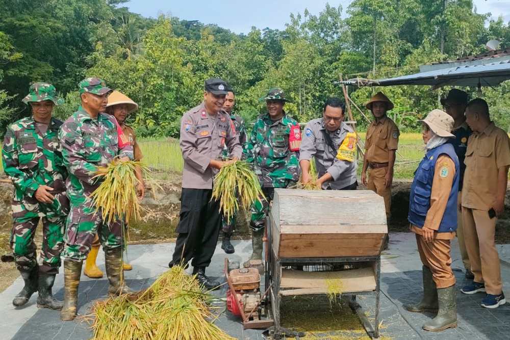 Produksi Panen Tertinggi, Kapanewon Semin Jadi Sentra Penghasil Beras di Gunungkidul