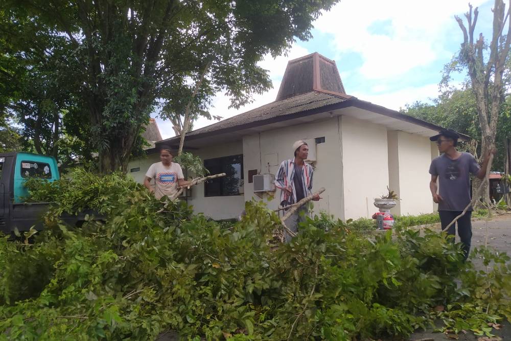 Kisah Penebang Pohon Jogja, Butuh Waktu Sebulan untuk Potong Beringin di Jogja