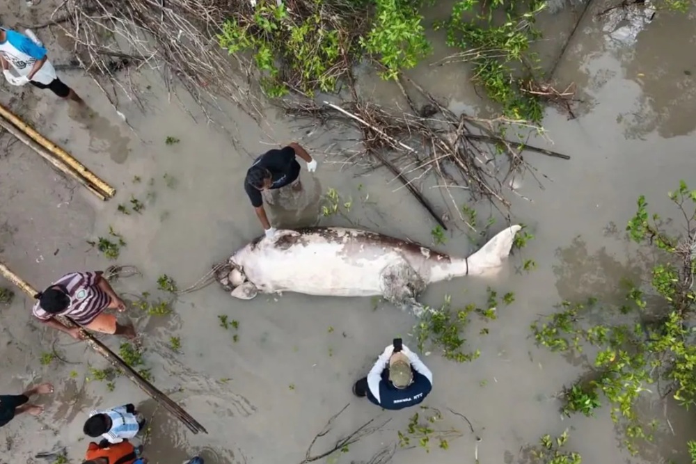 Warga Temukan Dugong Mati di Taman Wisata Alam Laut Kupang