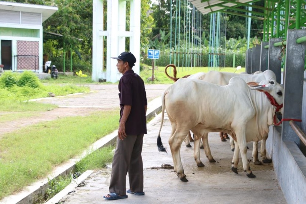 2 Sapi Mati karena Penyakit Mulut dan Kuku, Pasar Hewan Pengasih Kini Dibuka Lagi