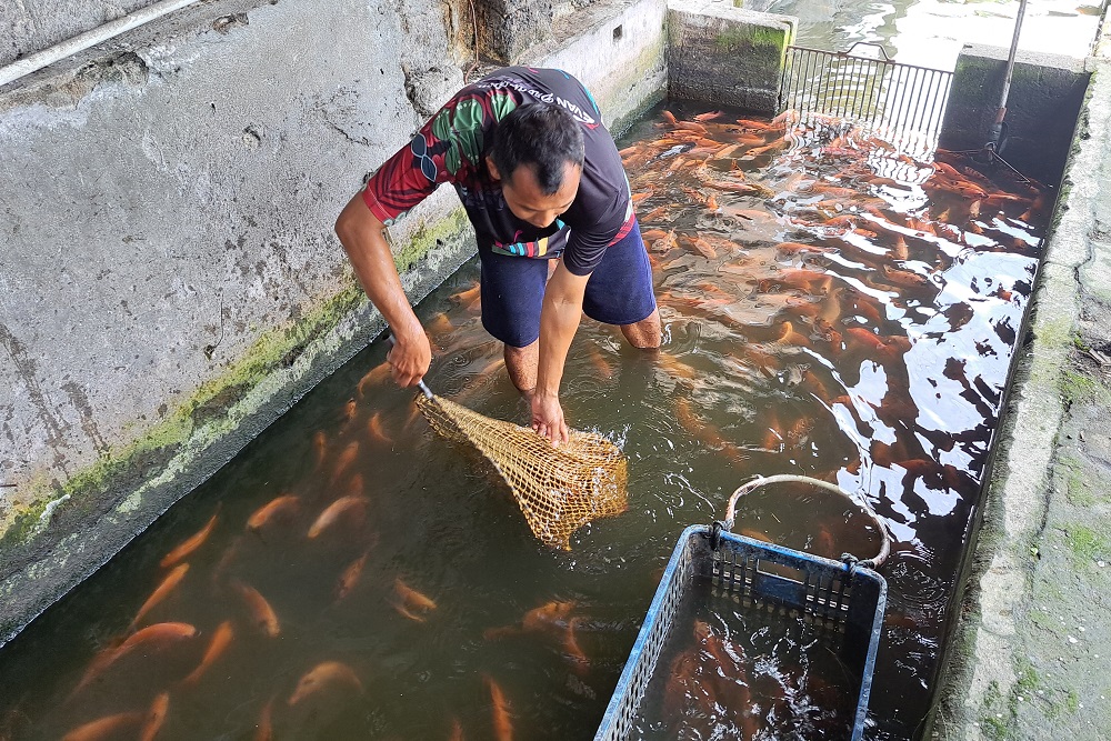 Pemkab Sleman Kirim Jutaan Benih Ikan Nila ke Kawasan Pantura