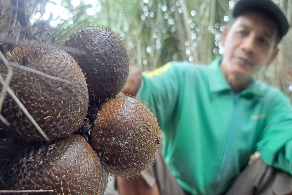 أدنى سعر RP500 لكل كيلوغرام من Salak Pondoh ، يشكو مزارعو Sleman من الصعوبات