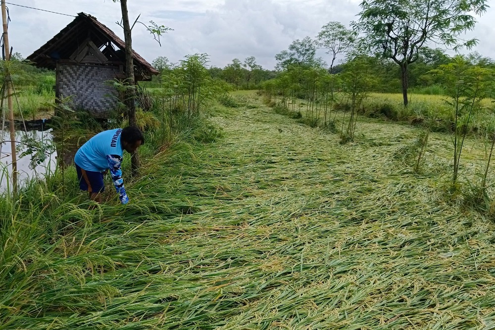 Dampak Cuaca Ekstrem, Tanaman Padi Milik Petani Paliyan Gunungkidul Rata dengan Tanah