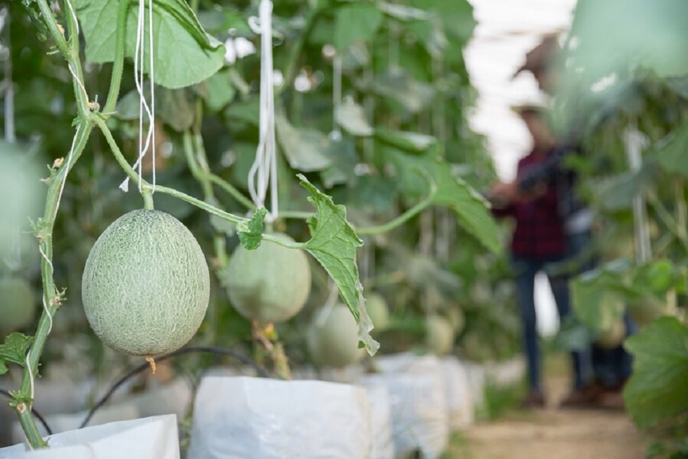 Kenalkan Petani Milenial ke Pelajar, Dinas Pertanian dan Pangan Gunungkidul Salurkan Bantuan Bibit Buah ke Sekolah