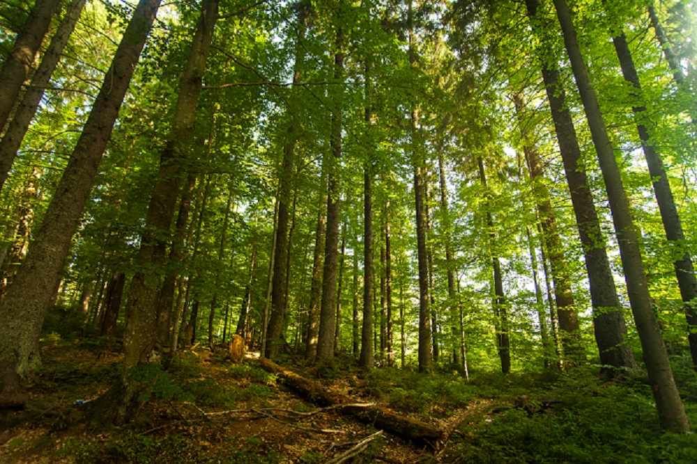 Deforestasi Hutan Indonesia Mencapai 175.400 Hektare Sepanjang 2024