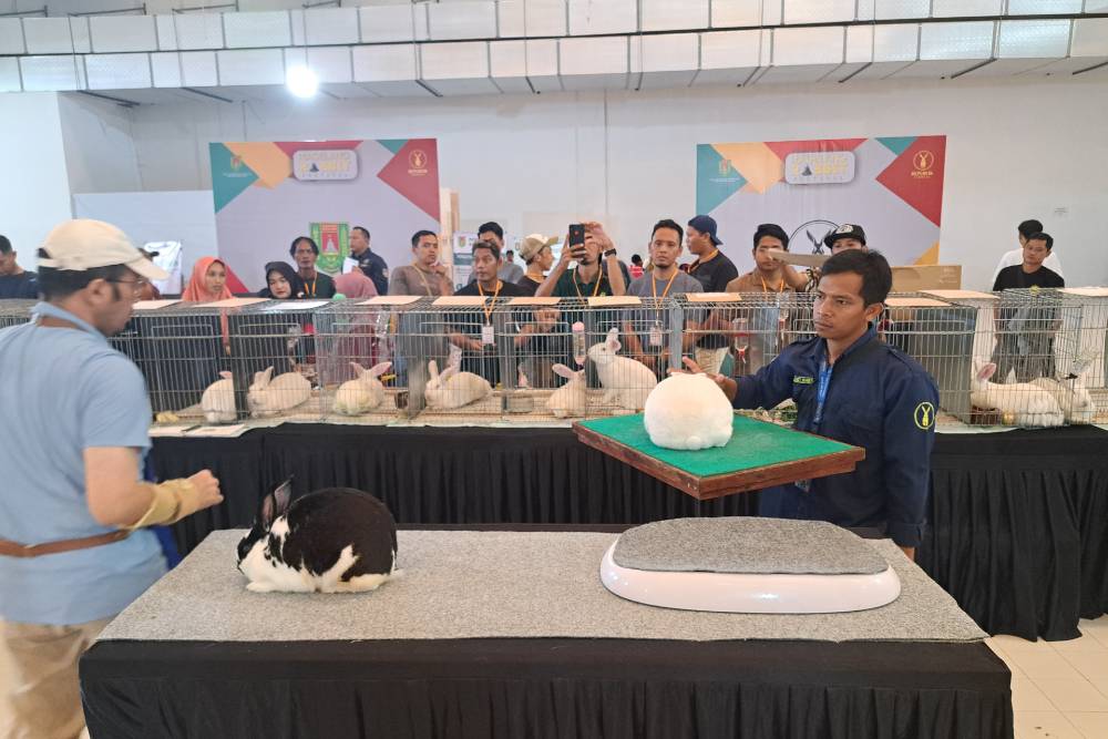 Magelang Rabbit Festival Promosikan Kelinci untuk Hobi dan Ketahanan Pangan