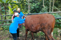 Peraturan Bupati Telah Diterbitkan, Ini Cara Mendapatkan Kompensasi Ternak Mati di Gunungkidul